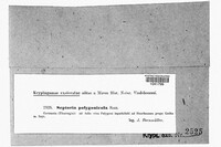 Septoria polygonicola image